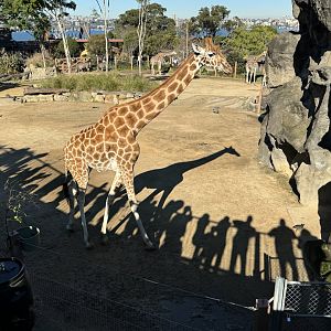 Giraffe