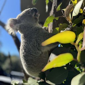 Koala