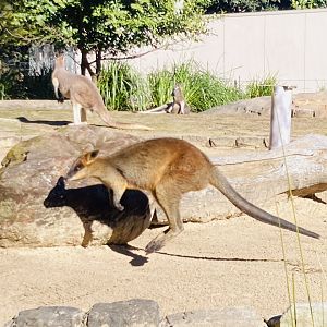 Swamp Wallaby