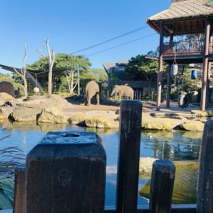 Asian Elephant’s T’ang Mo and Pak Boon