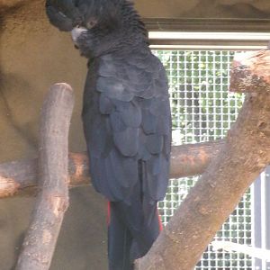 Red-tailed black cockatoo
