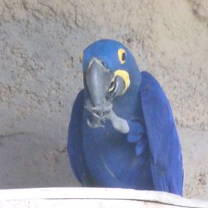 Hyacinth macaw