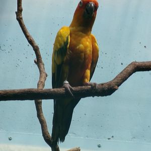 Sun parakeet