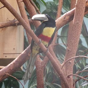Black-necked aracari