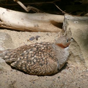 Black-bellied Sandgrouse