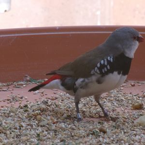 Diamond firetail