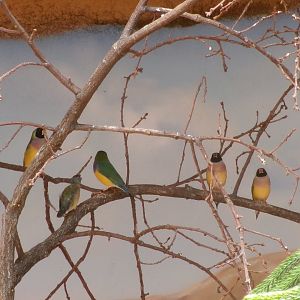 Gouldian finches