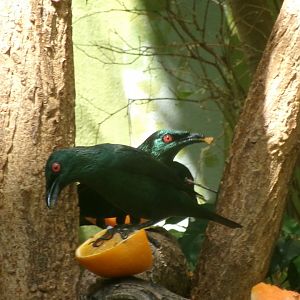 Asian glossy starling