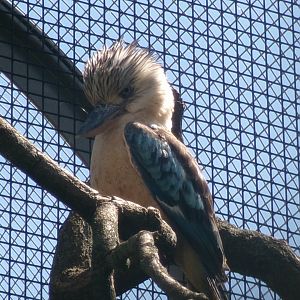 Blue-winged kookaburra