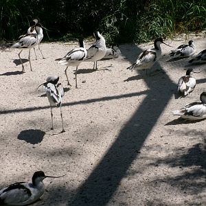 Pied avocet