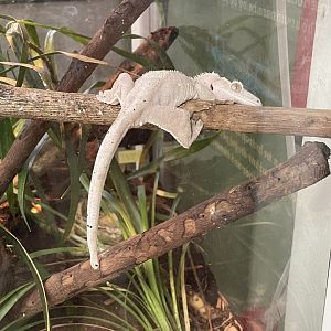 Albino Crested Gecko (Correllophus ciliatus)