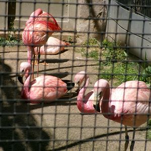 James's & andean flamingos