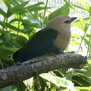 Blue-bellied roller