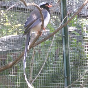 Red-billed blue magpie