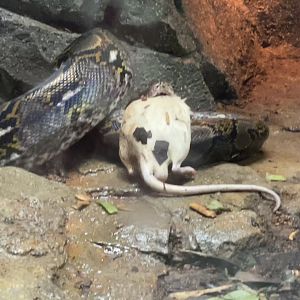 Bubbles the Reticulated Python eating a rat (Malayopython reticulatus)