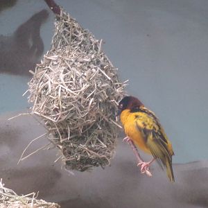Village weaver