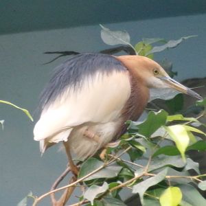 Javan pond heron