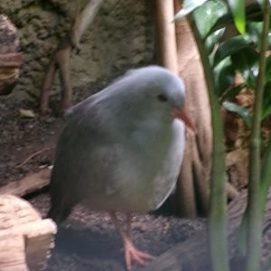 Kagu