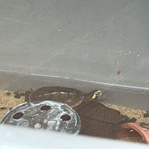 Red-bellied Short-necked Turtle (Emydura subglobosa)