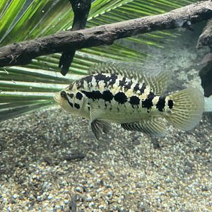 Jaguar Cichlid (Parachromis managuensis)