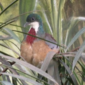 Mindanao bleeding-heart