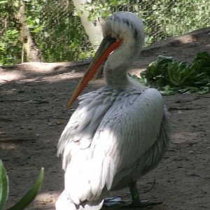 Dalmatian pelican