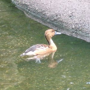 Fulvous whistling duck