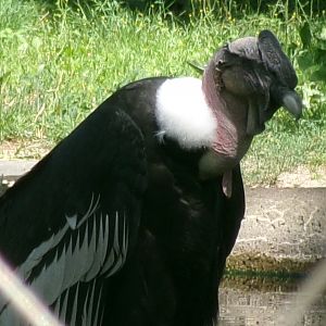 Andean condor