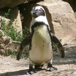 African penguin