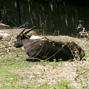 Lowland anoa