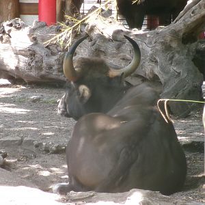 Indian gaur