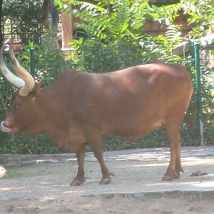 Watusi