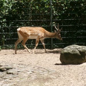 Persian fallow deer