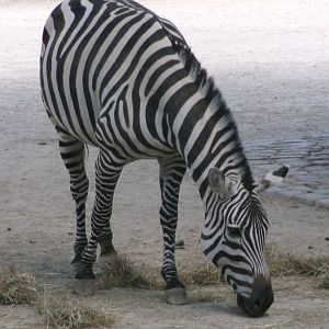 Grant's zebra