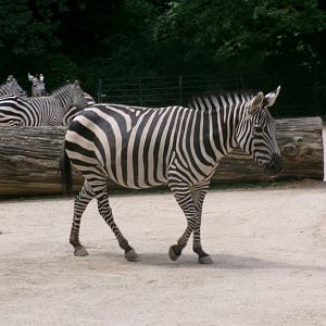 Grant's zebra