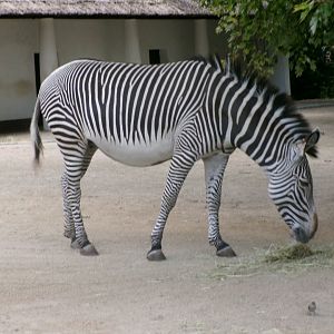 Grévy's zebra