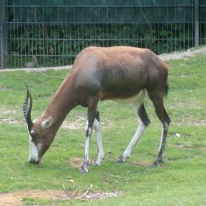 Blesbok