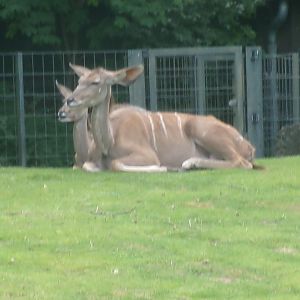 Greater kudus