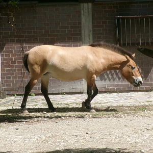 Przewalski's wild horse