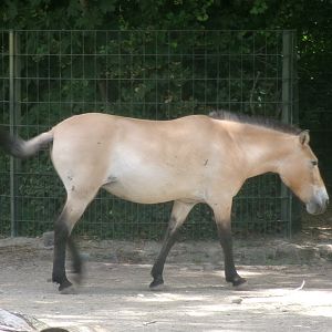 Przewalski's wild horse