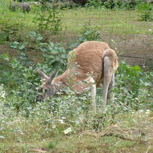 Red kangaroo