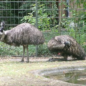 Emu