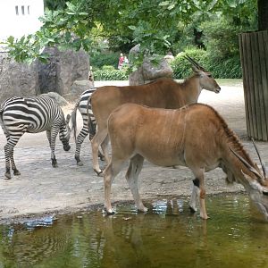Common elands and Grant's zebras