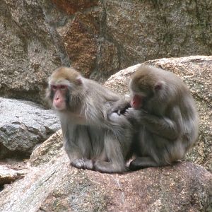 Japanese macaques