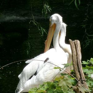 American white pelicans