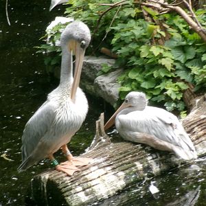 Pink-backed pelicans