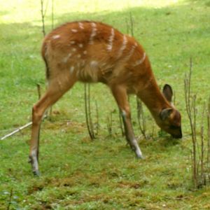 Western sitatunga