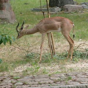 Southern gerenuk