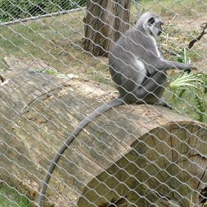 Grey langur