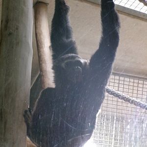 Pileated gibbon